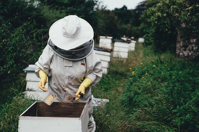 Cómo salvar a las abejas: 5 formas de ayudar a estos importantes polinizadores